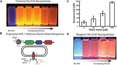 Biogenic Control of Manganese Doping in Zinc Sulfide Nanomaterial Using Shewanella oneidensis MR-1